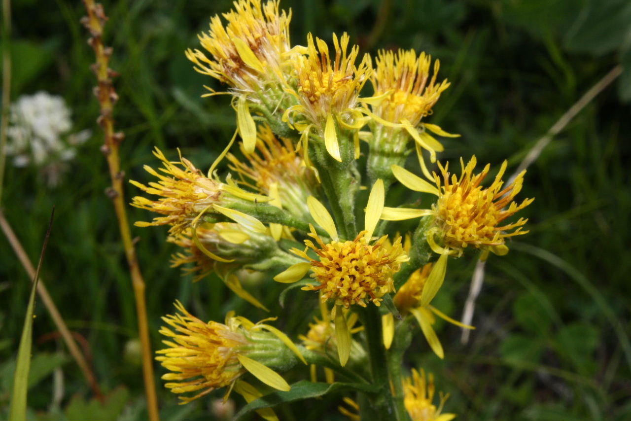 Solidago virgaurea